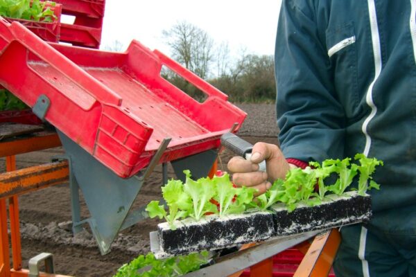 CAPA métiers de l'agriculture option horticole