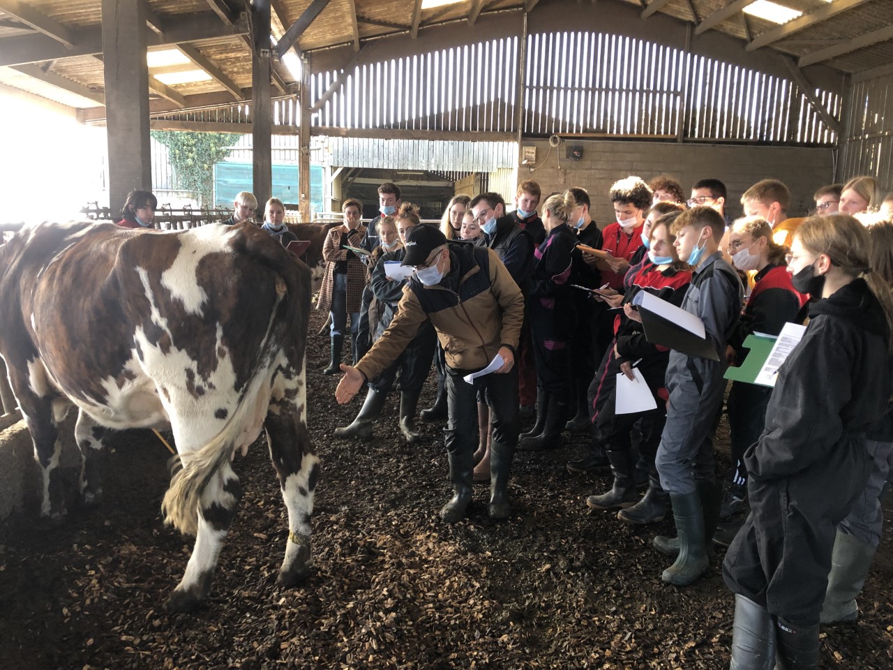 Retour sur la formation au pointage en race Normande