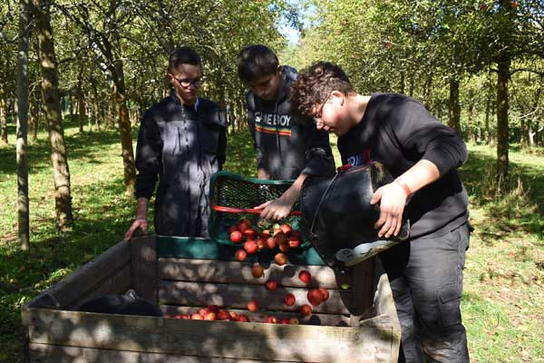 Les élèves  récoltent des pommes 
