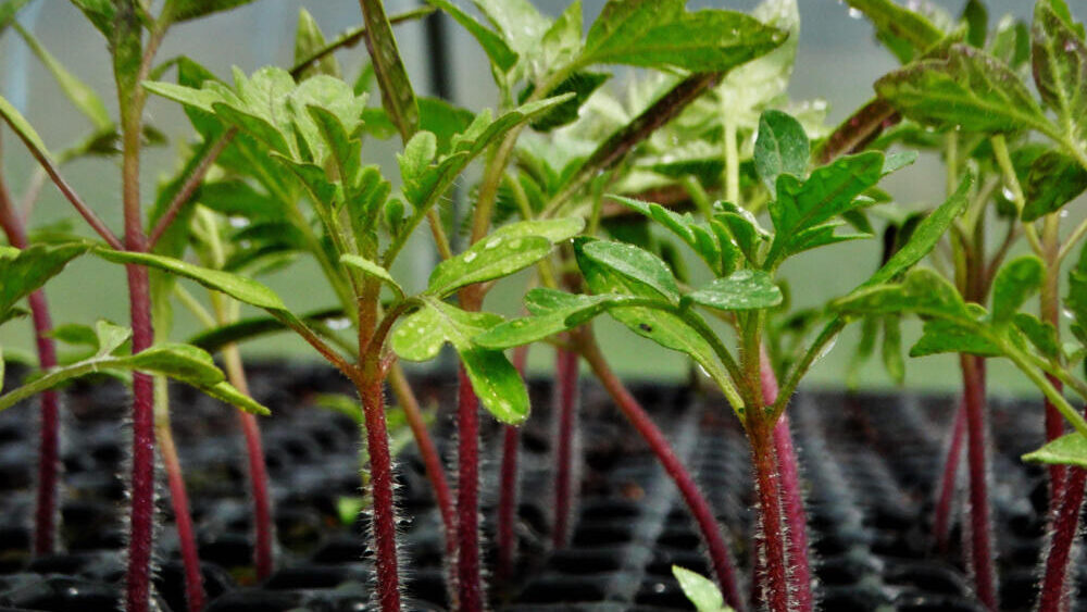 BTSA MVAOE Horticulrture