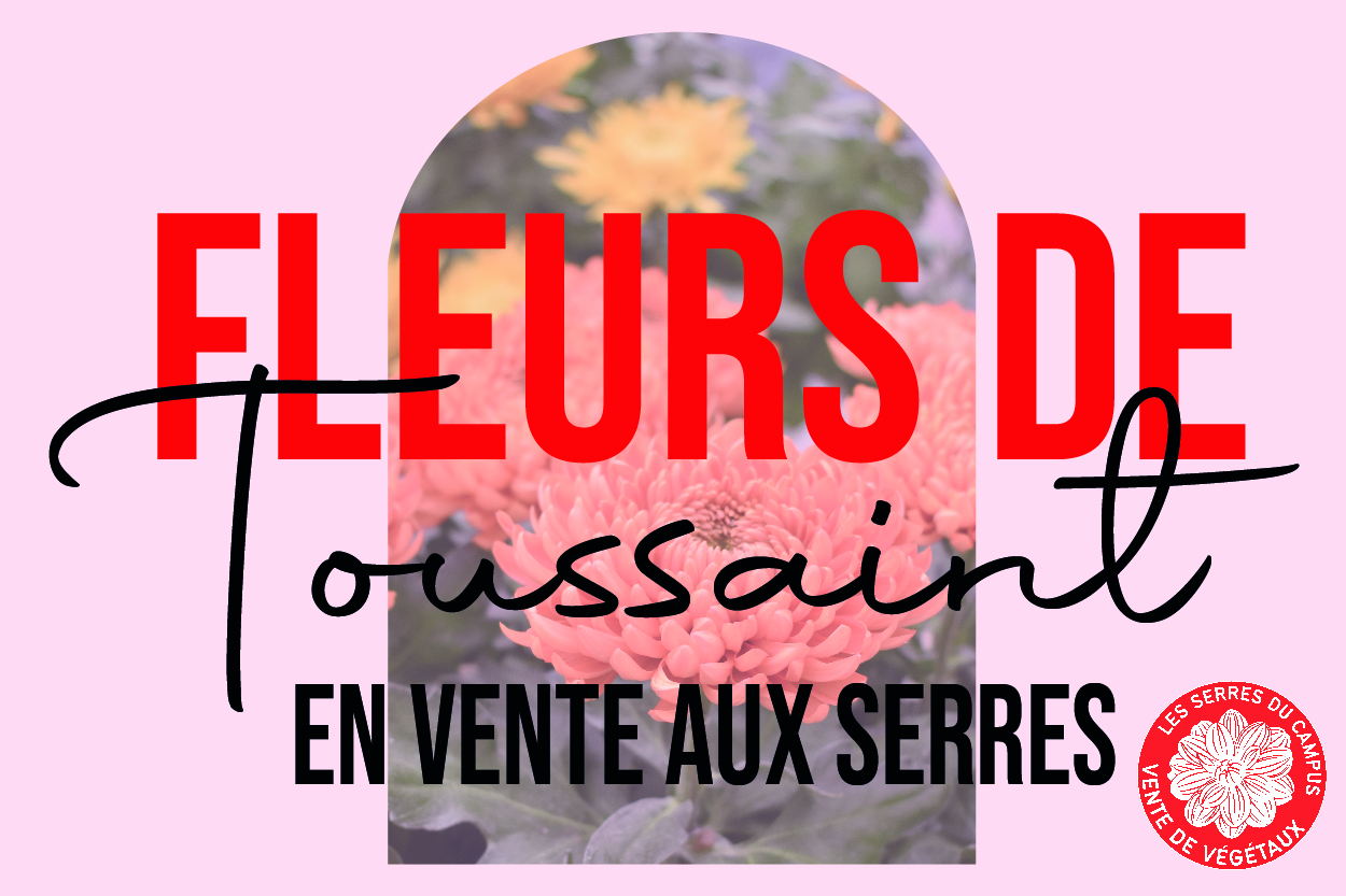 toussain_event_Plan de travail 1 toussain_event_Plan de travail 1