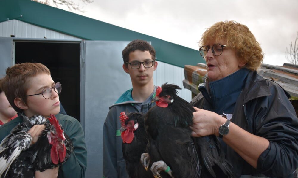 poules et coqs normands