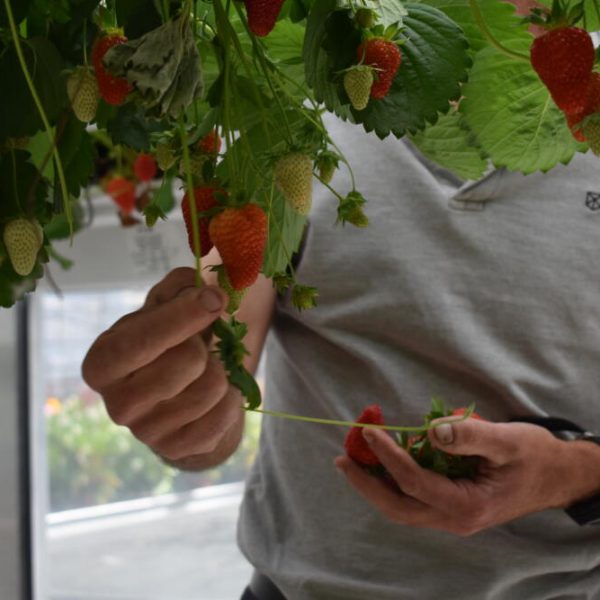 récolte fraises serres coutances