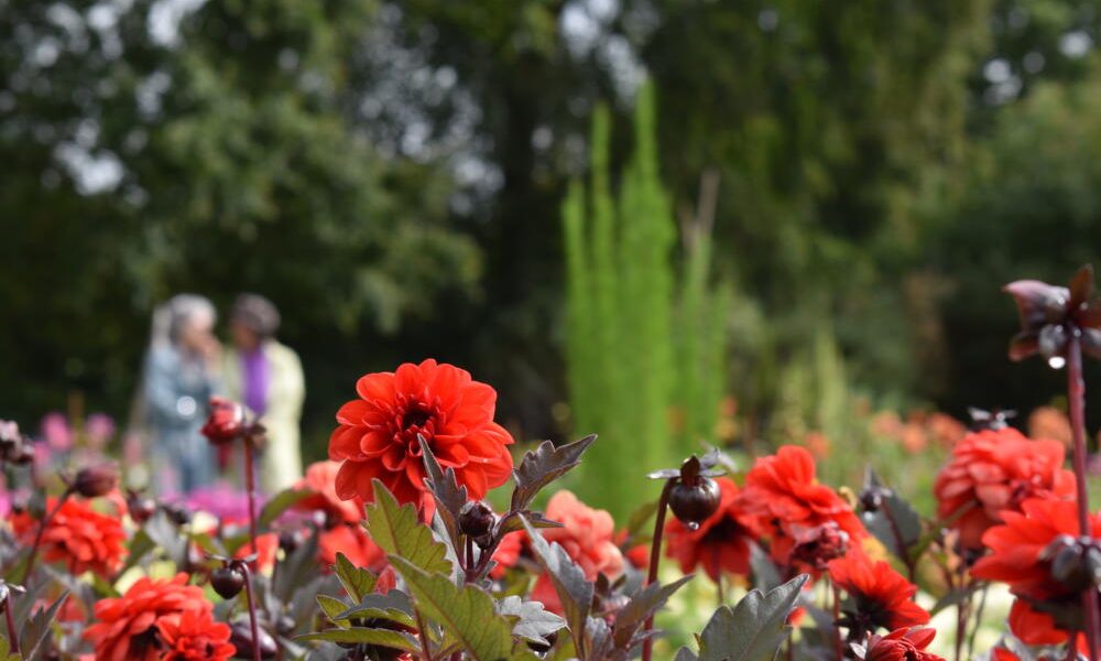 dahlias coutances 2023