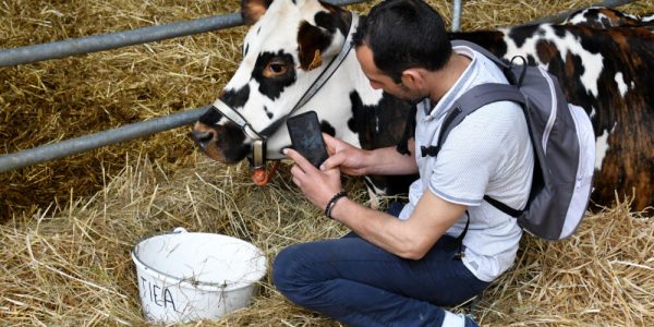 exposition vache normande