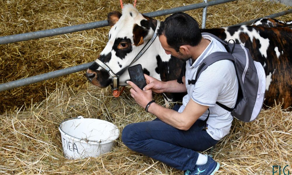 exposition vache normande