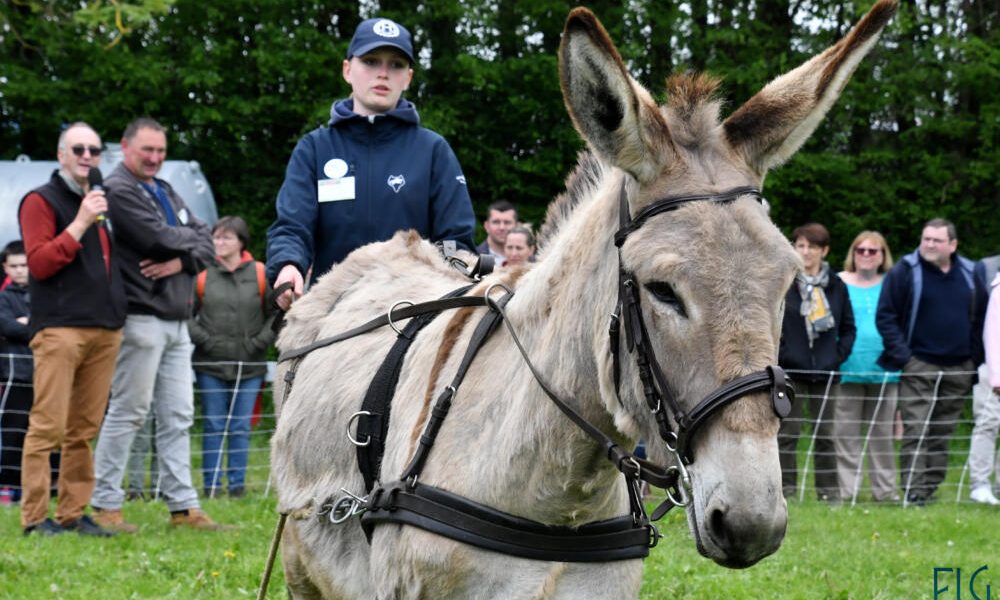 ane coutances