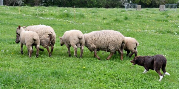 chiens de troupeaux coutances