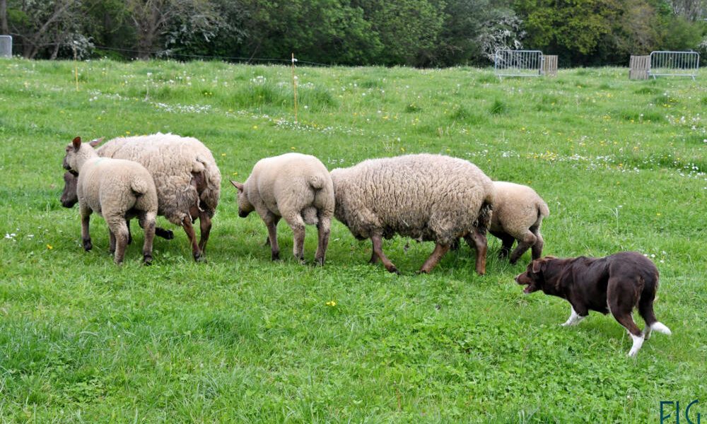 chiens de troupeaux coutances