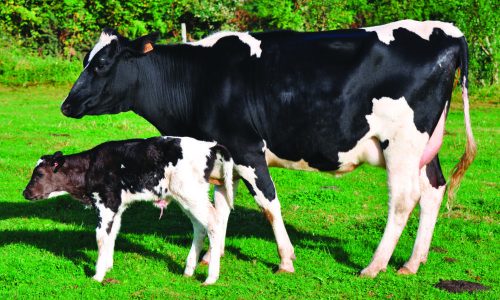 vache_primholstein